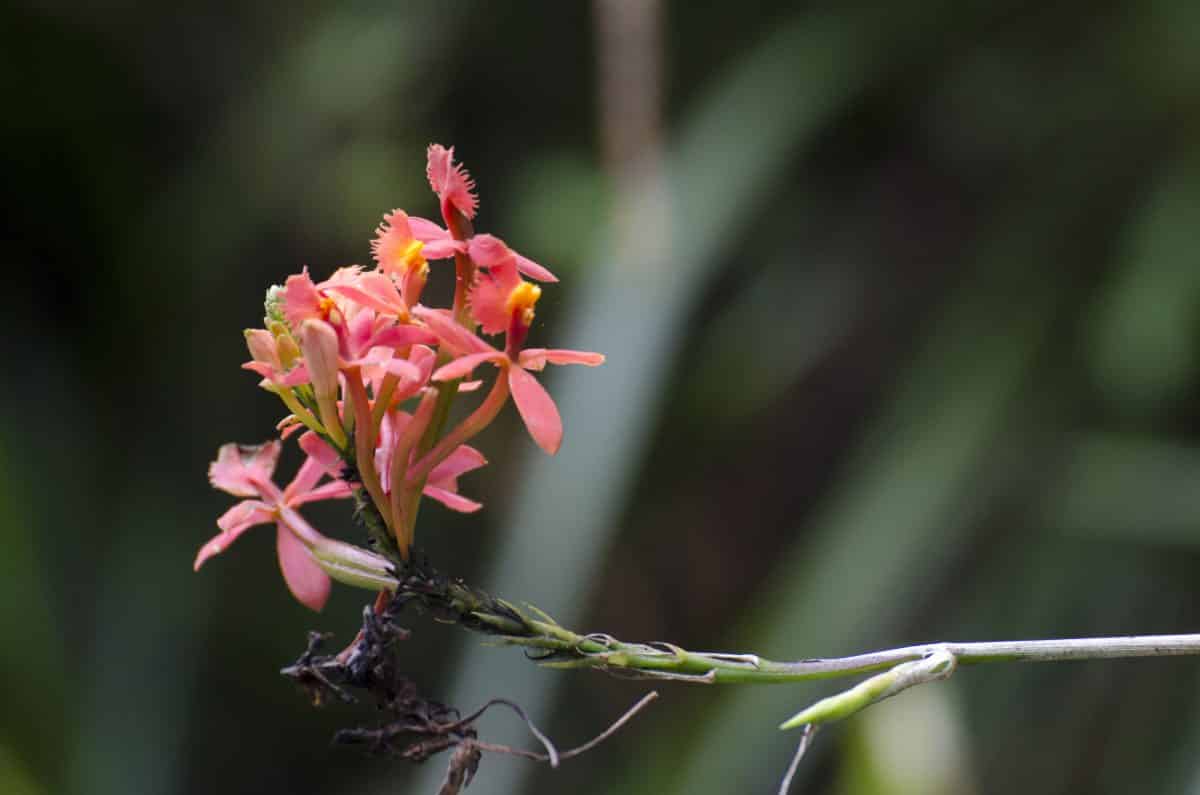 Primer plano de una preciosa orquídea silvestre; Reserva Bellavista, Tandayapa, Ecuador | ©Angela Drake
