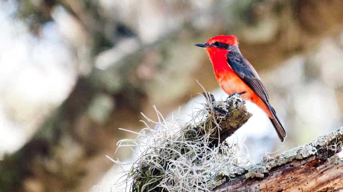 A Vermillion Flycatcher, Parque Jerusalem, Pichincha, Ecuador | ©Angela Drake