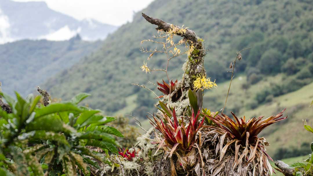 Orquídeas y bromelias; Papallacta, Ecuador | ©Ángela Drake