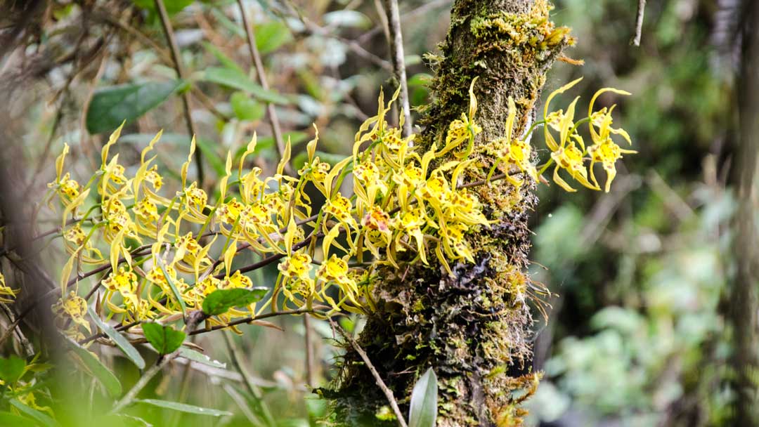Orquídeas amarillas silvestres; Papallacta, Ecuador | ©Ángela Drake