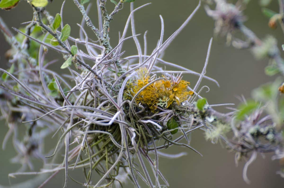 Pequeñas epífitas crecen en muchos de los arbustos y árboles de este paisaje desértico | ©Angela Drake