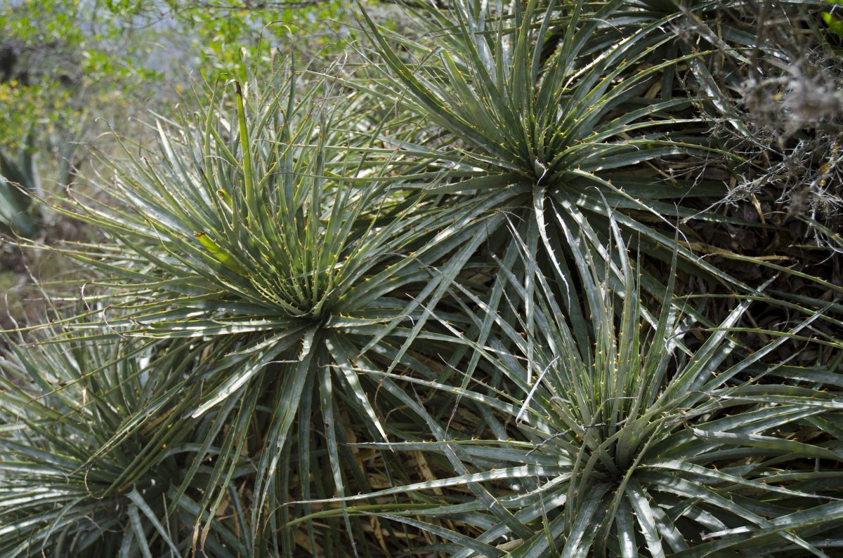 ¡Aloe vera! Este desierto está lleno de plantas útiles | ©Angela Drake