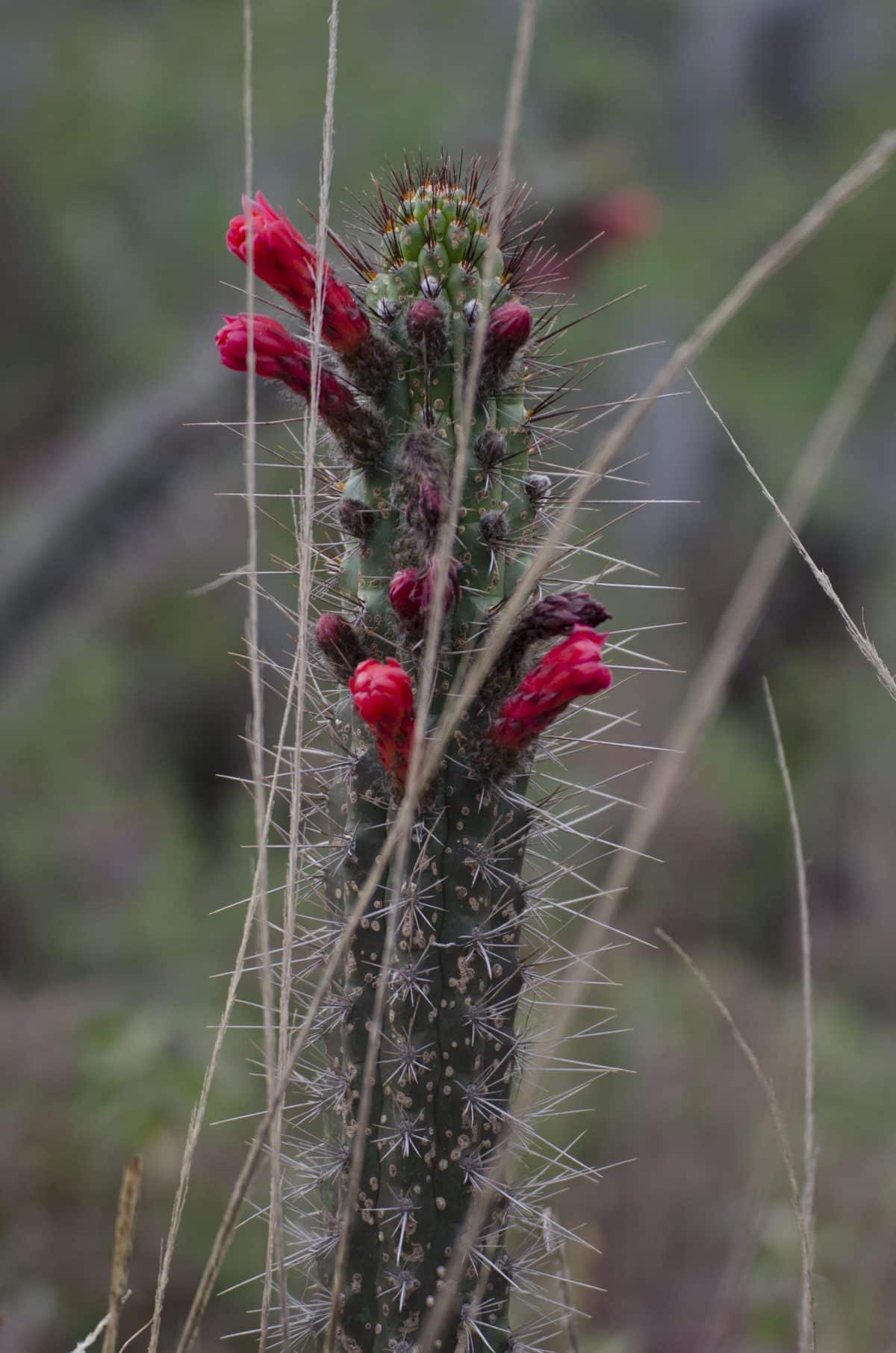 Cactus were in bloom in every direction; Parque Jerusalem, Ecuador | ©Angela Drake