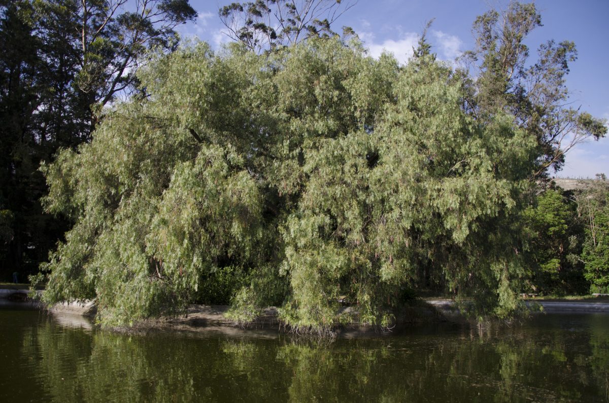 This tree, near a small manmade pond, was covered with birds all afternoon | ©Angela Drake