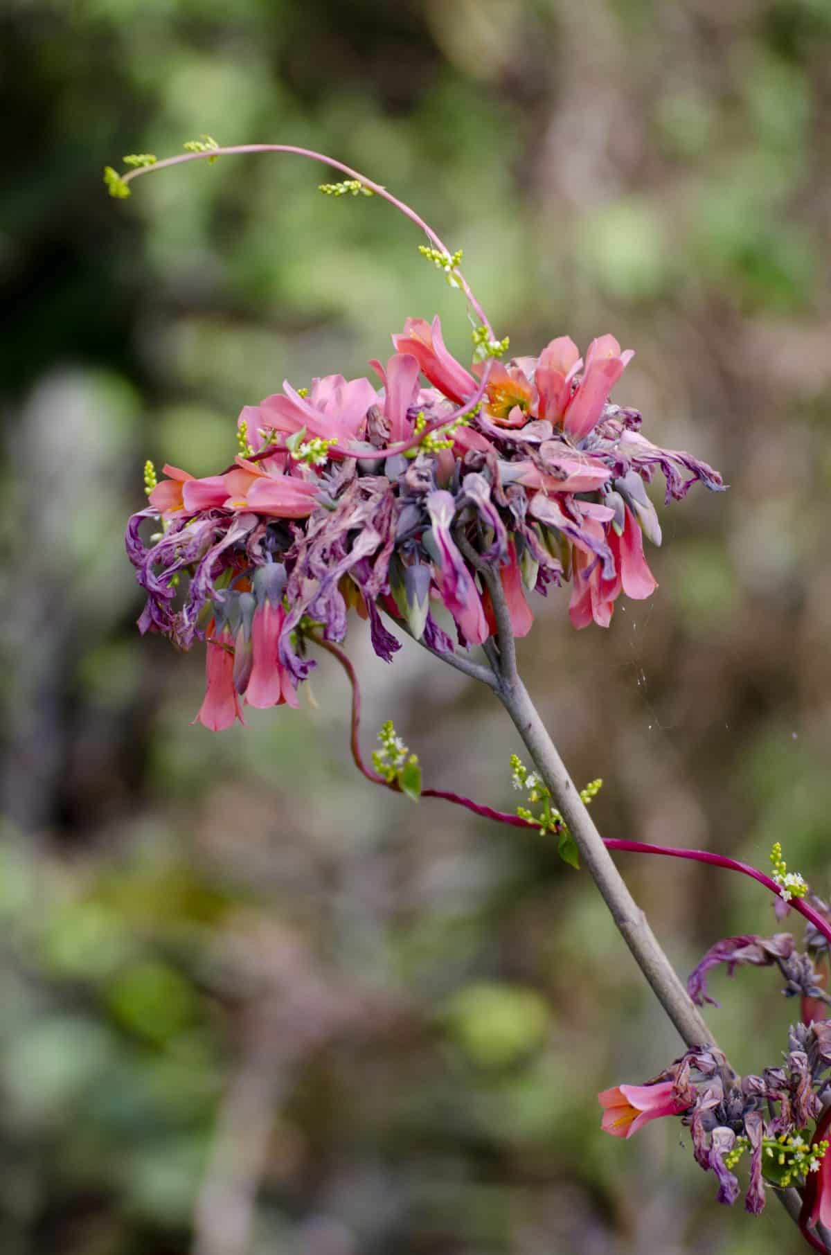 La floración fue abundante teniendo en cuenta las condiciones desérticas, Parque Jerusalem, Ecuador | ©Angela Drake