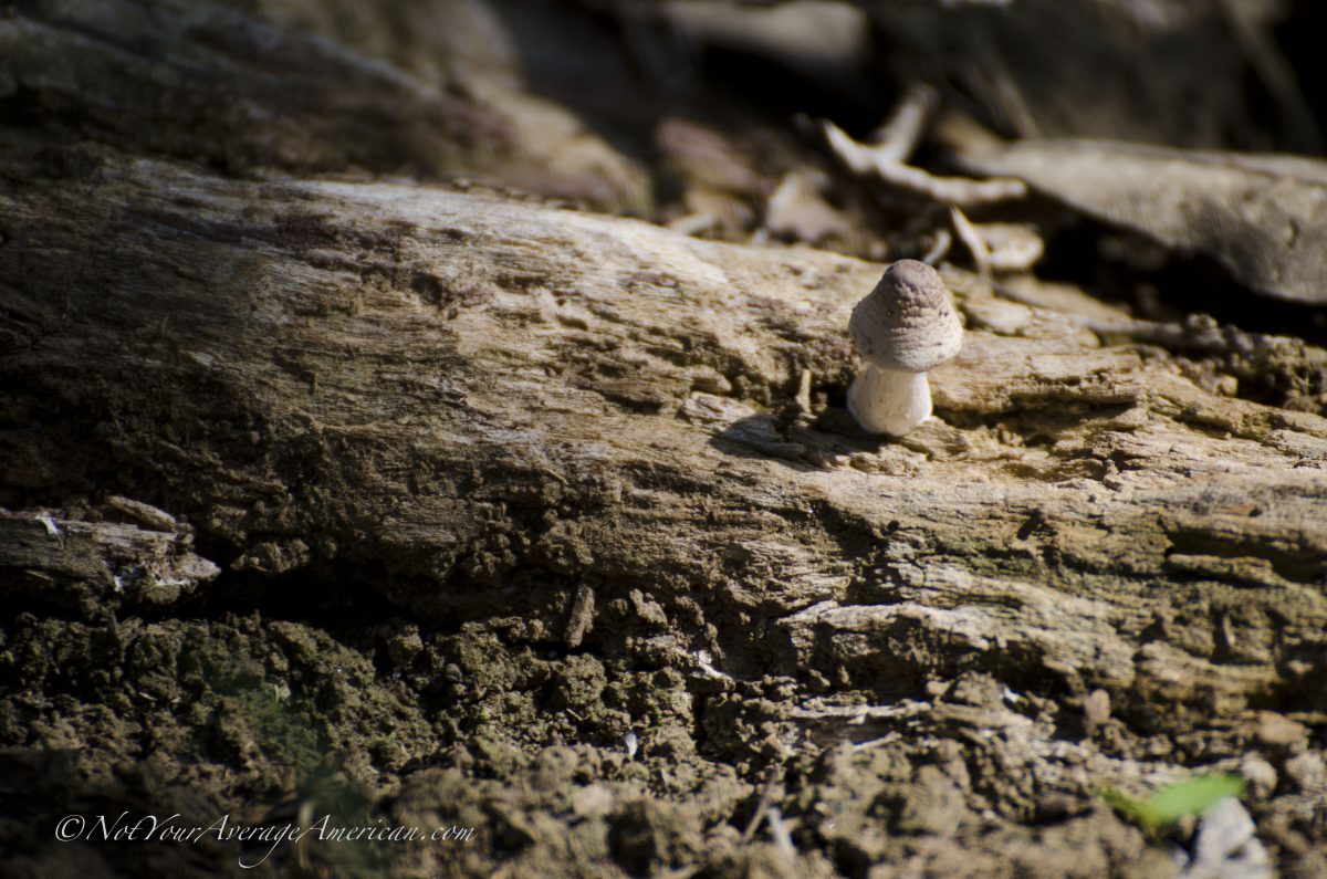 A lone mushroom, Chirije Forest, Coastal Ecuador