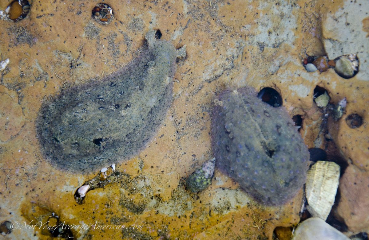 A pair of sea slugs; Tidepooling on the Chirije Beach, Bahia de Caraquez, Ecuador | ©Angela Drake