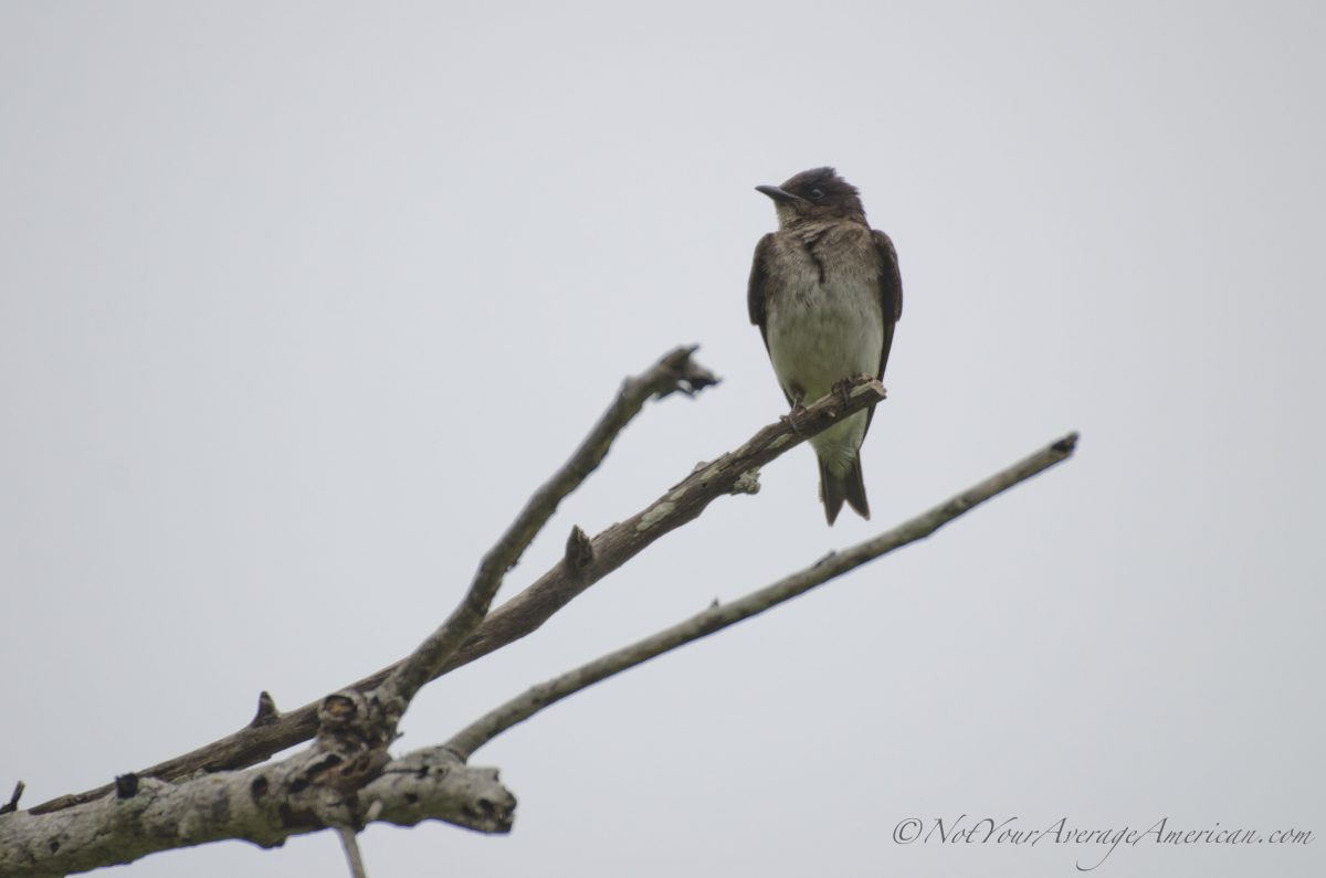 A Southern Rough-winged Swallow, Chirije Lodge, Manabi, Ecuador