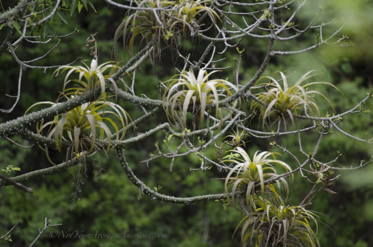 Bromelias, Bosque de Chirije, Costa Ecuador