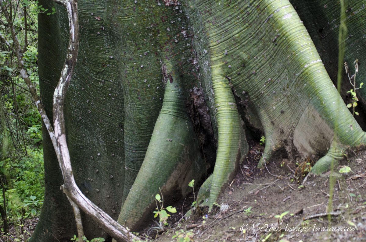 Raíces de ceiba, Bosque Seco de Chirije, Costa Ecuador