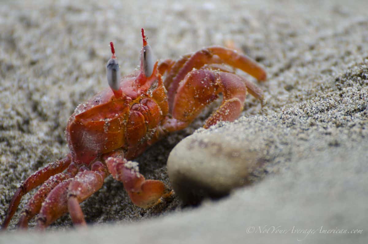 ¡Los cangrejos estaban en todas partes! | Chirije, Manabí, Ecuador | ©Ángela Drake