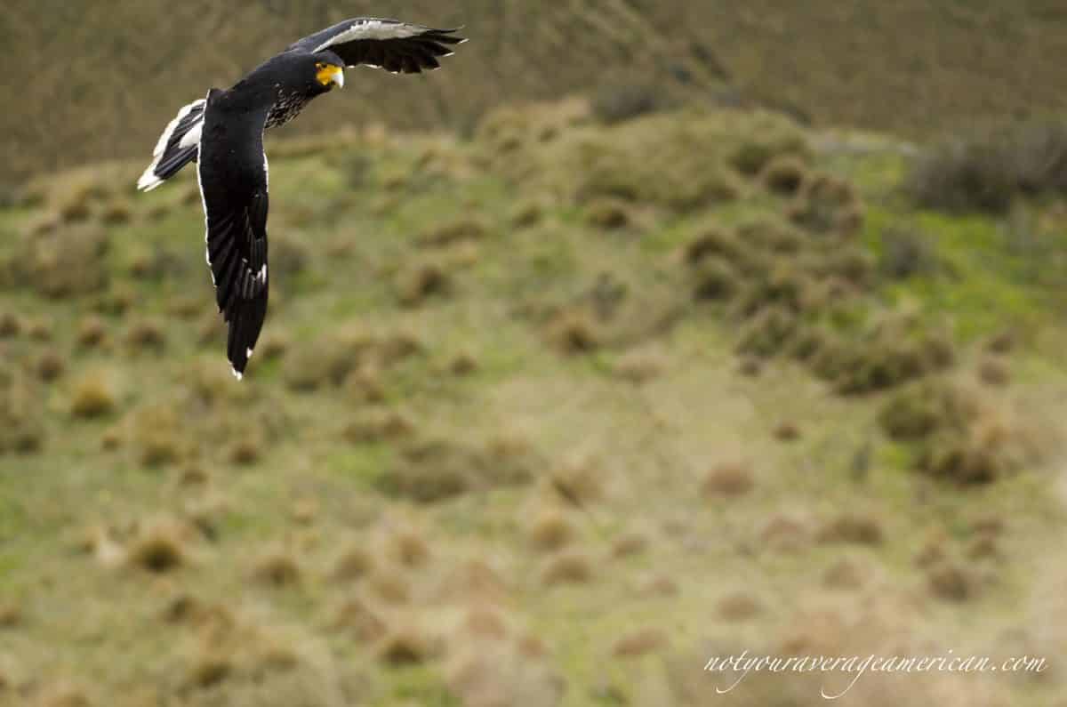Coming to check out our lunch - the Carunculated Caracara on Rucu Pichincha, Quito, Ecuador | ©Angela Drake