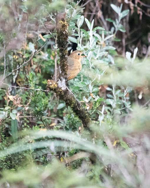 Unidentified Bird; Cayambe-Coca National Park, Papallacta Entrance, Ecuador | ©Angela Drake