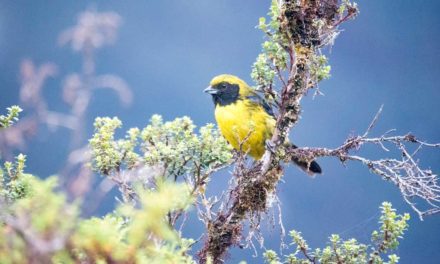 The Best Birding Around Papallacta, Ecuador