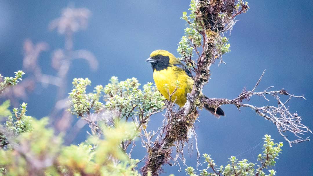 A rare Masked-Mountain Tanager; Coca Cayambe National Park, Papallacta Entrance, Ecuador | ©Angela Drake