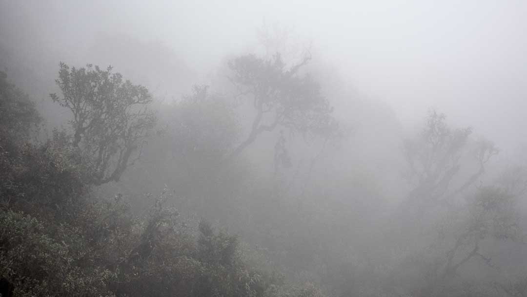 Typical low clouds of the Papallacta Range in the Cayambe Coca National Park | ©Angela Drake