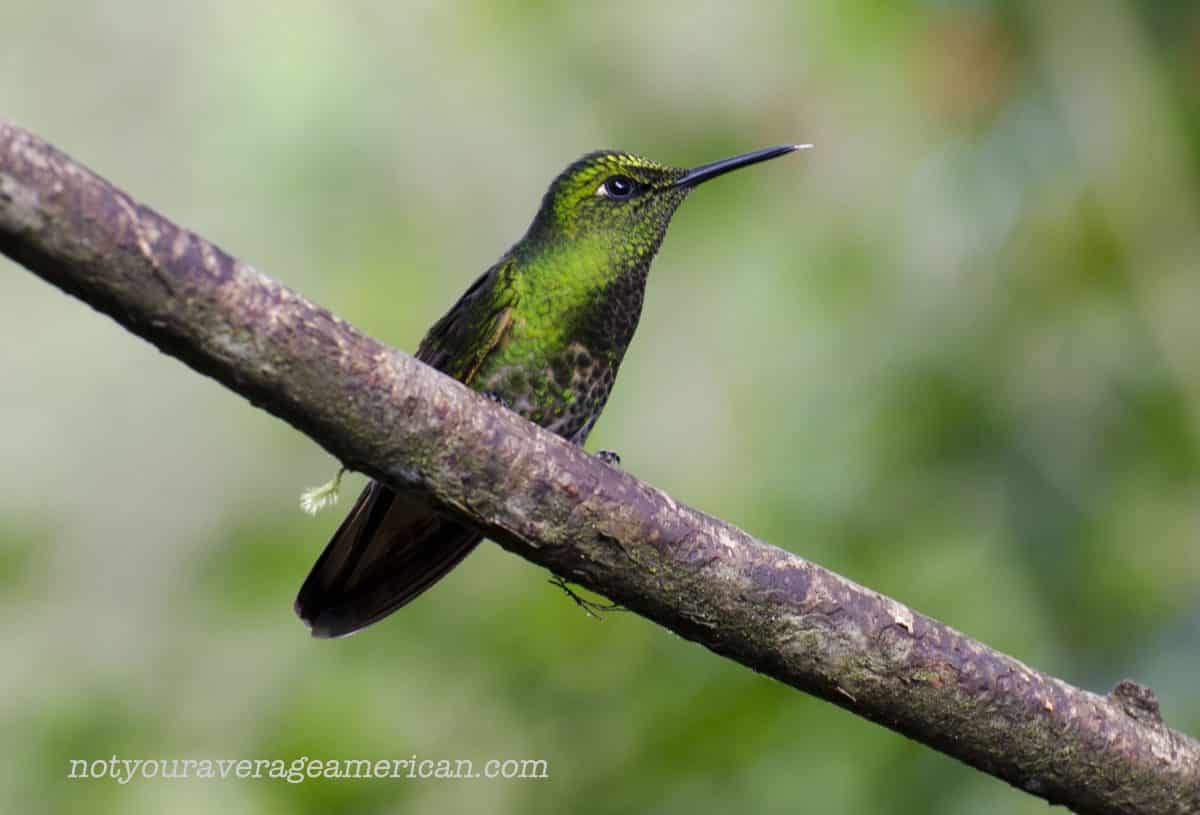 Golden-breasted Puffleg; Bellavista, Tandayapa, Ecuador | ©Angela Drake