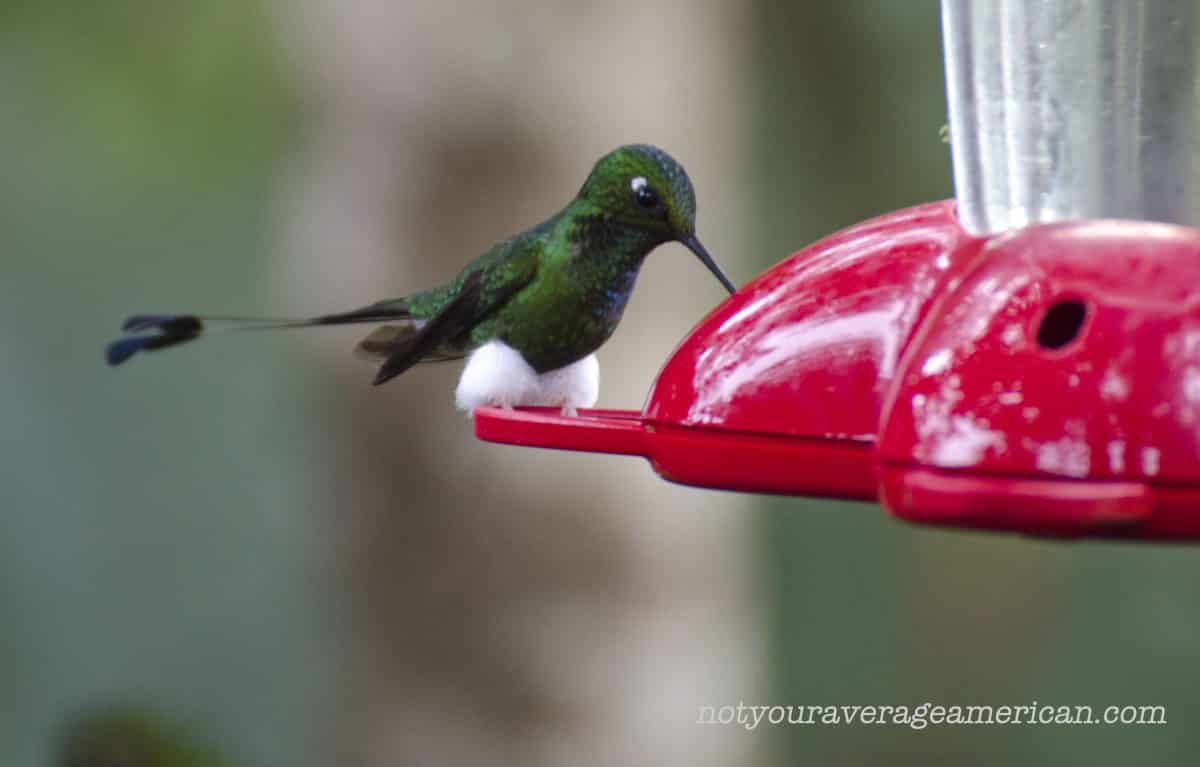 Booted Racket-tail Hummingbird, Bellavista, Tandayapa, Ecuador | ©Angela Drake