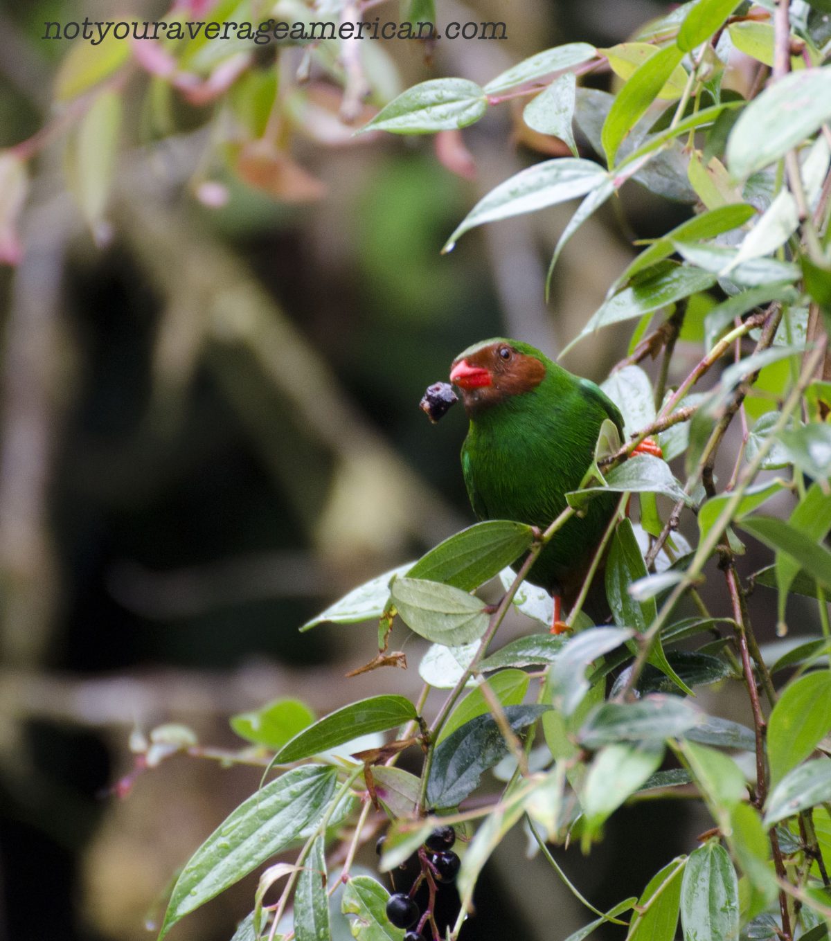 Grass-green Tanager enjoys breakfast; Bellavista Reserve, Tandayapa, Ecuador | ©Angela Drake