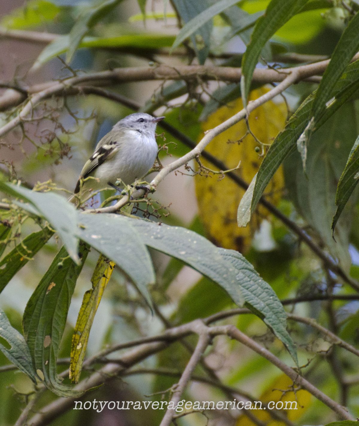 White-banded Tyrannulet; Bellavista, Tandayapa, Ecuador | ©Angela Drake