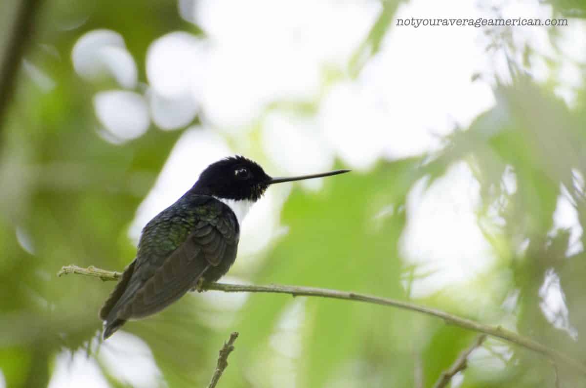 A Collared-Inca Hummingbird;  Panticucho, Baños, Ecuador | ©Angela Drake