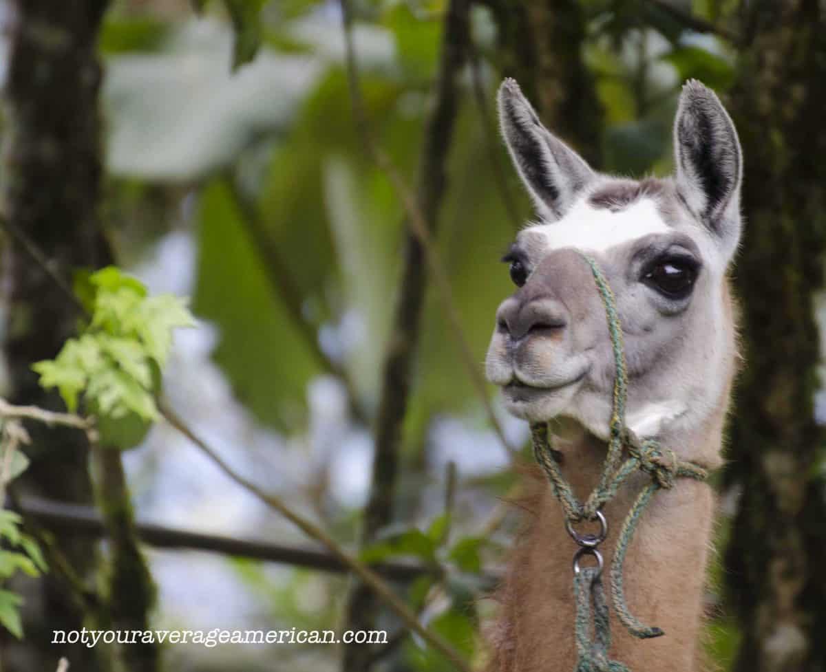 A llama wonders about the unexpected guests wandering around on the property;  Panticucho, Baños, Ecuador | ©Angela Drake