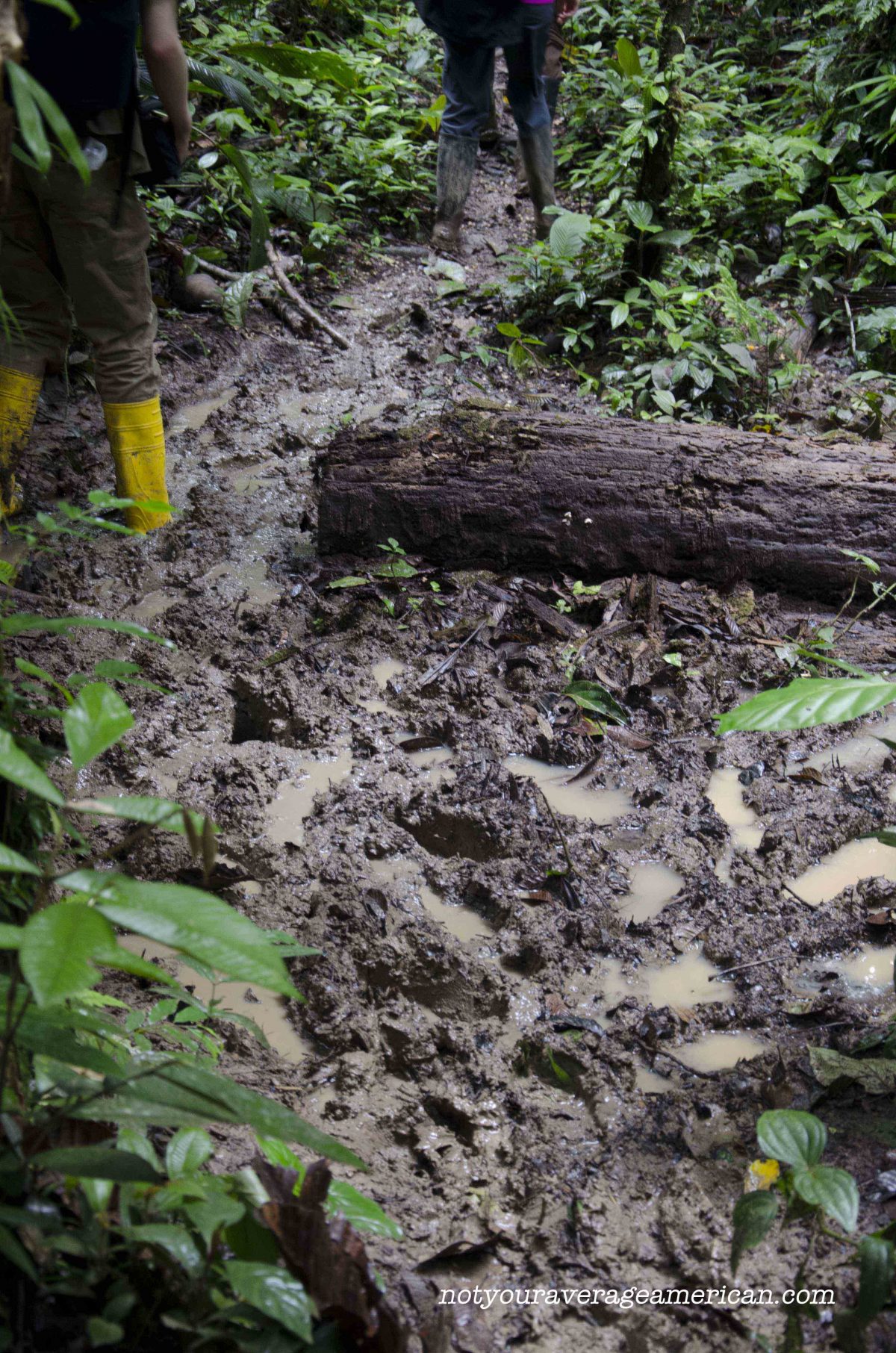 Many of the trails were so muddy that it was best to hike in rain boots, Huaorani Lodge