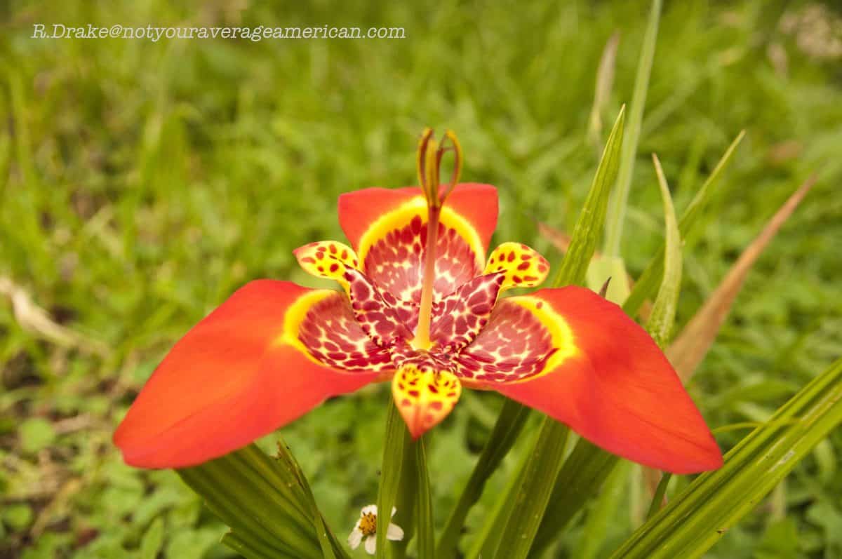 This flower blooms only for a single day; Panticucho, Baños, Ecuador | ©Ryan Drake