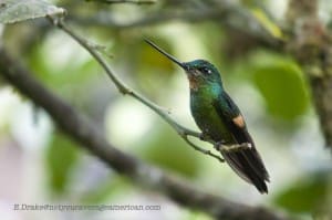 Close-up of a Buff-winged Starfrontlet Hummingbird; Panticucho, Baños, Ecuador | ©Angela Drake