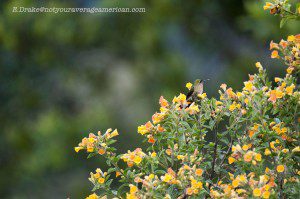 An unidentified Hummingbird in flowering bushes; Panticucho, Baños, Ecuador | ©Angela Drake