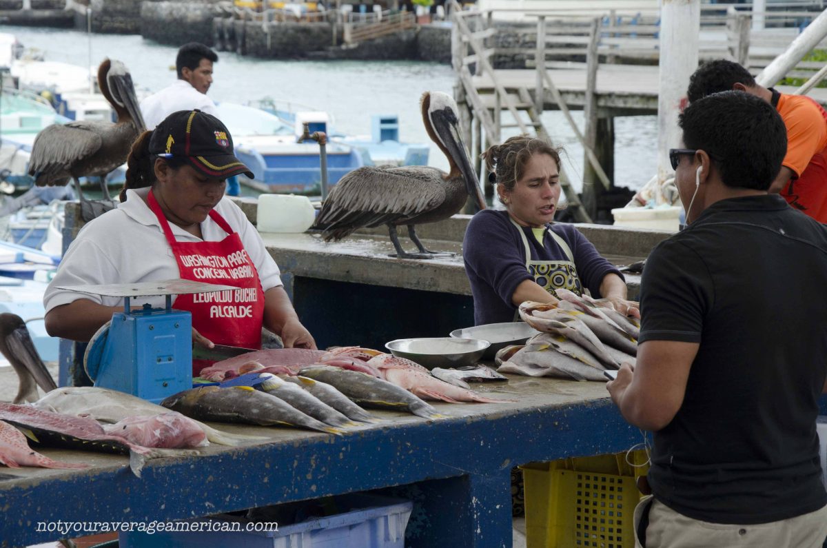 The best chance of getting some fish guts is immediately in the front row | ©Angela Drake