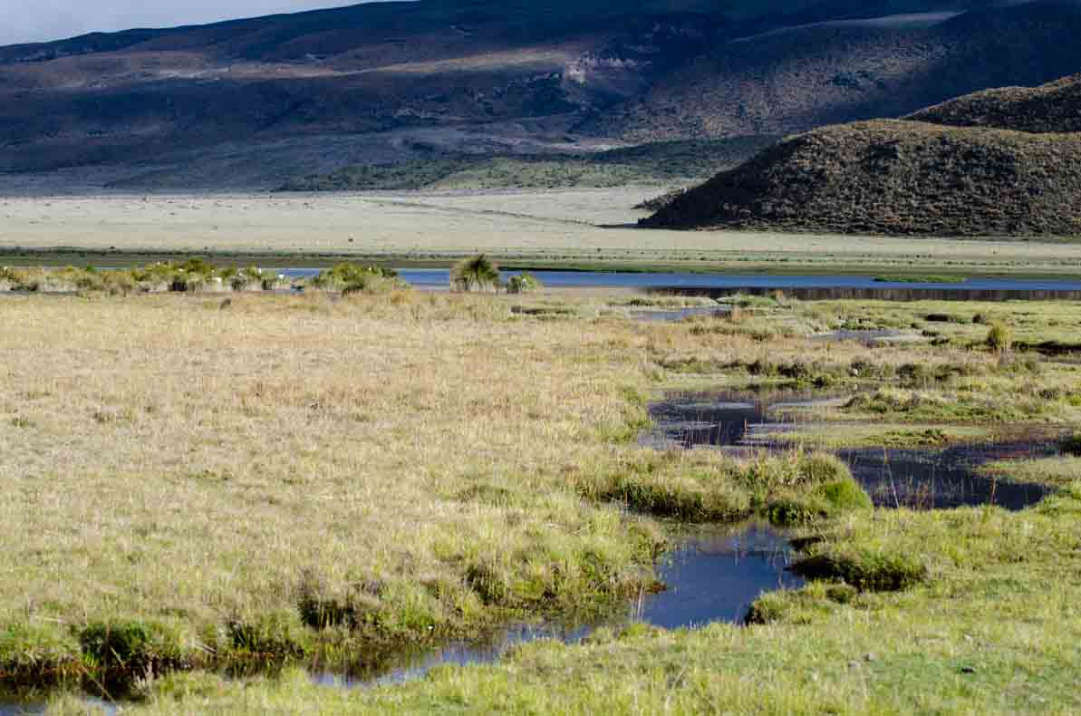 Marshlands at Laguna Limpiopungo, Cotopaxi National Park, Ecuador | ©Angela Drake