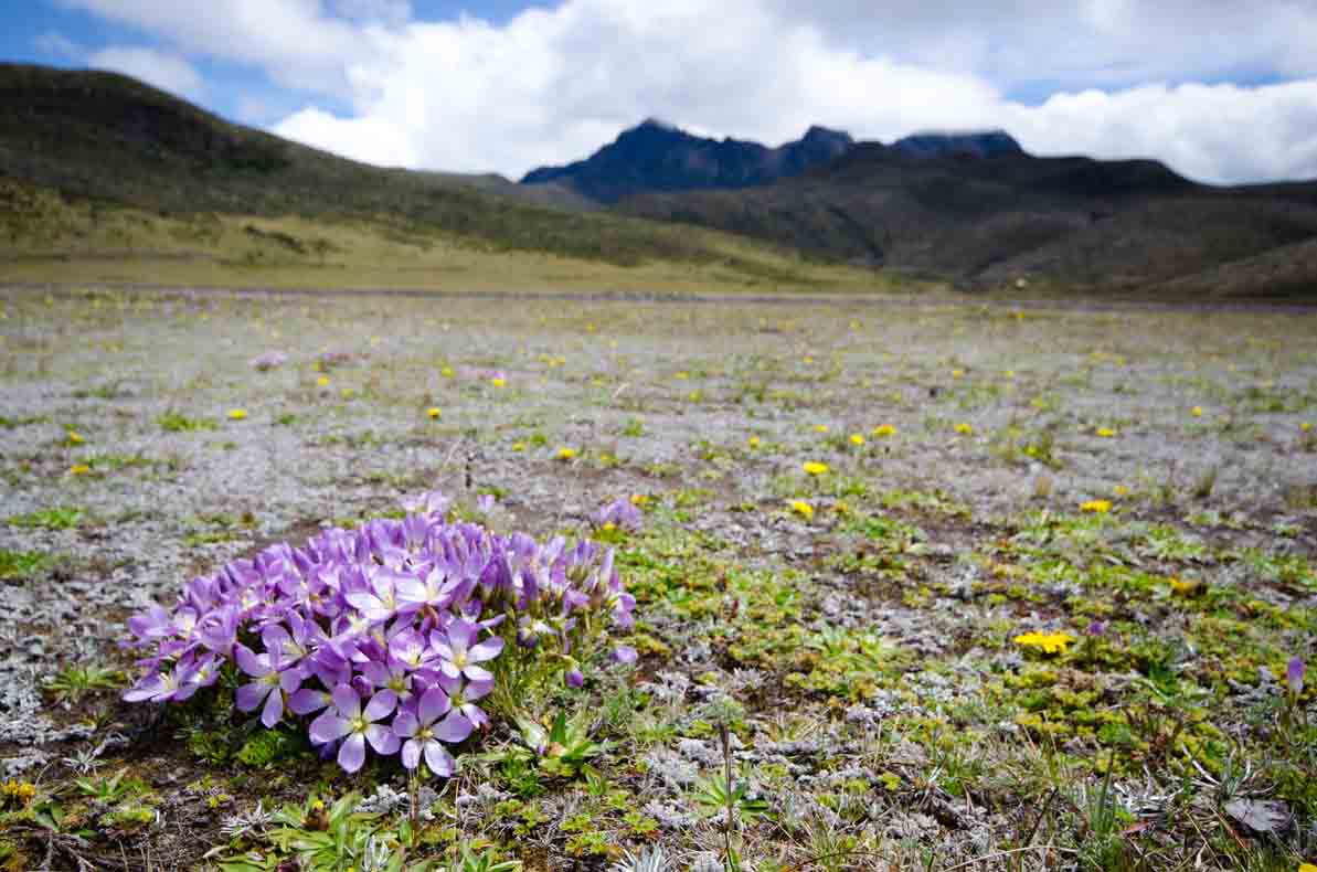 The Paramo, Laguna Limpiopungo, Cotopaxi National Park, Ecuador