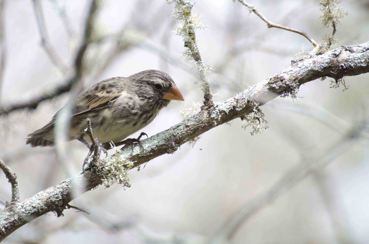 So many Galapagos finches look alike that you'll find yourself taking pictures of all of them to identify them later! | ©Angela Drake