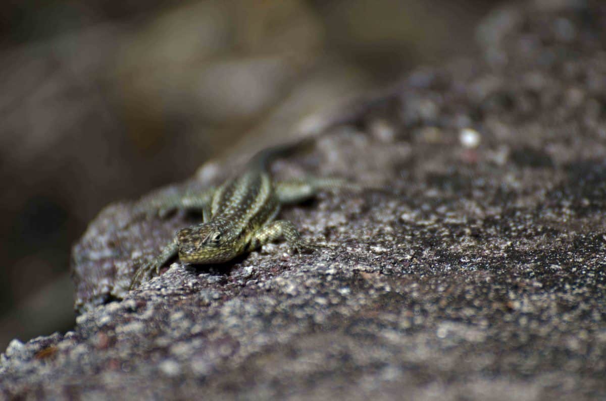 My lizard identification is not up to snuff but you are almost guaranteed to see this guy on the trail to Tortuga Bay | ©Angela Drake