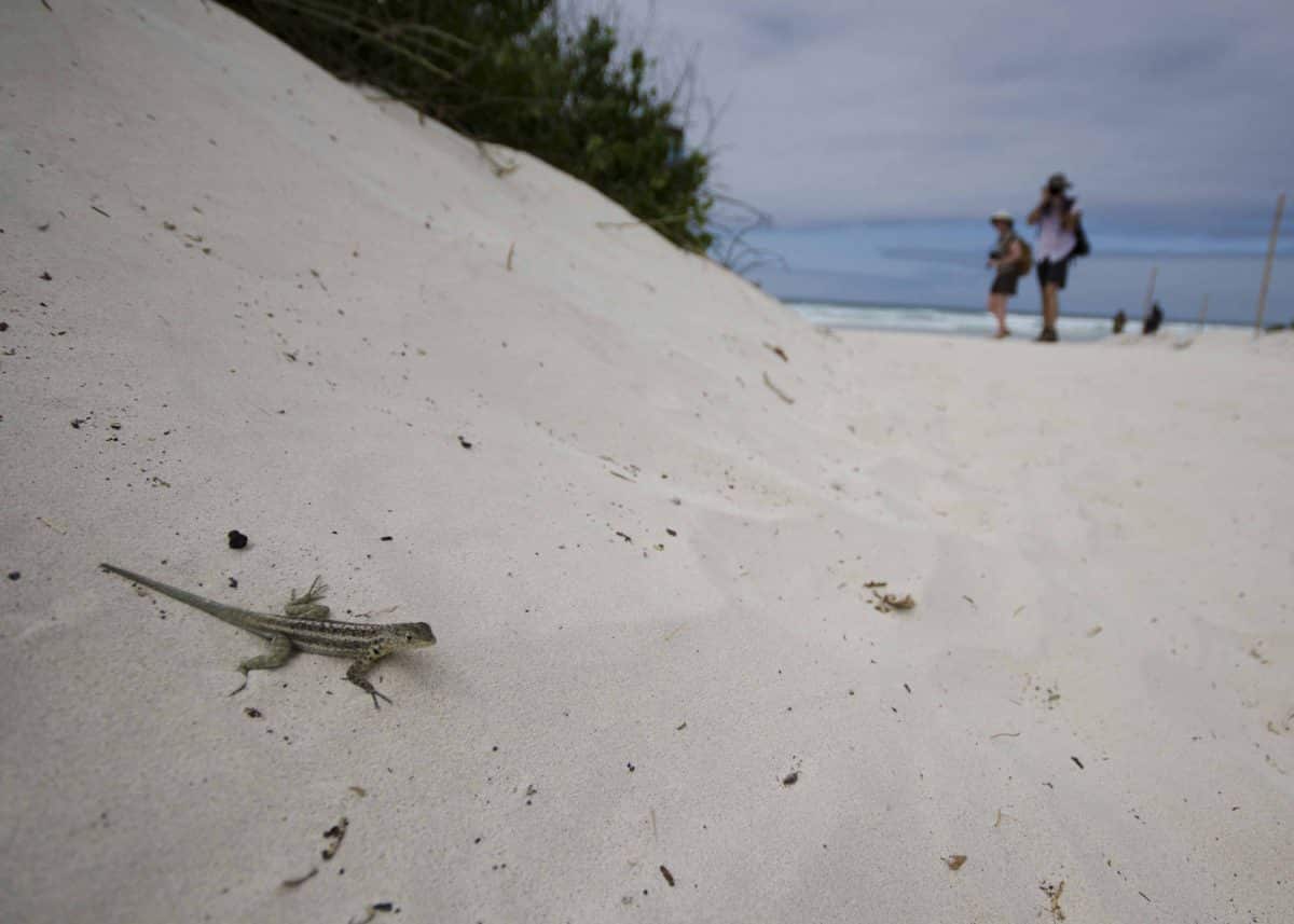 The trail to Tortuga Bay reaches a beach with wild surf before arriving at the bay itself | ©Angela Drake