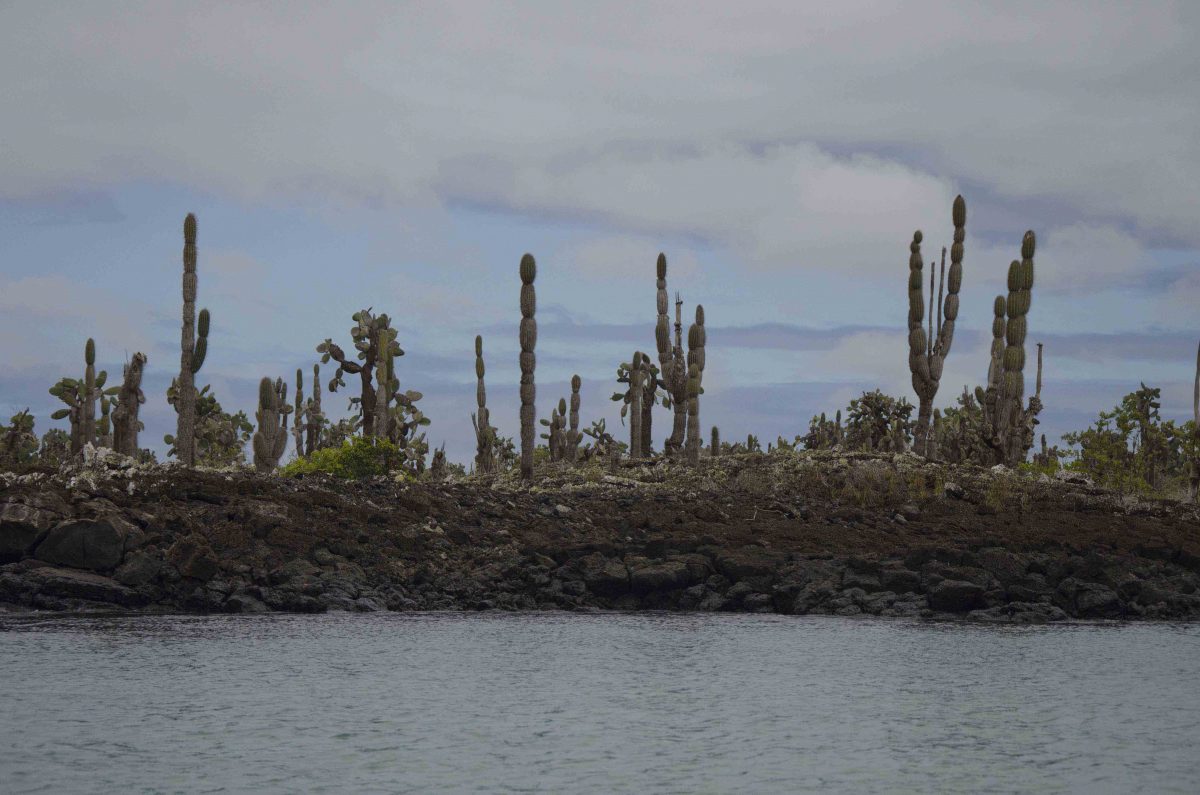 This view from the kayak shows how the Galapagos islands are really built upon ancient beds of lava | ©Angela Drake