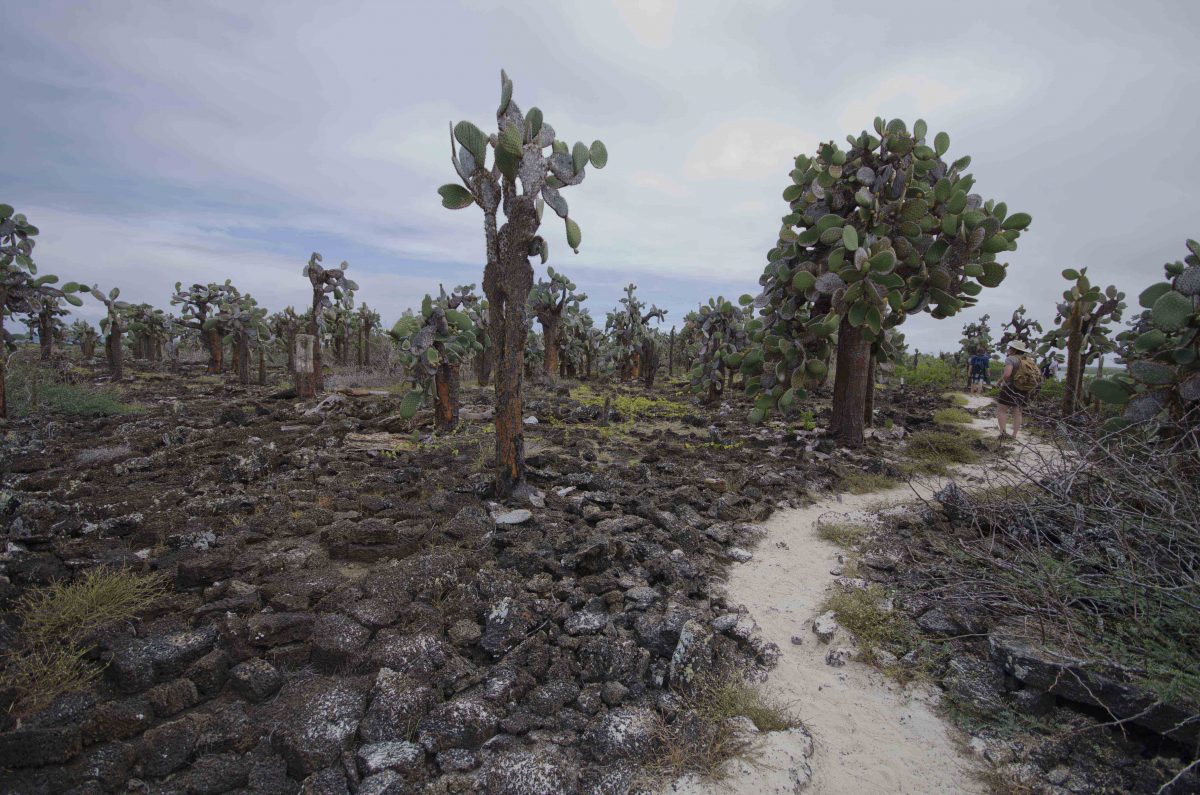 There are other trails at Tortuga Bay. Some are closed for wildlife, so please be attentive | ©Angela Drake