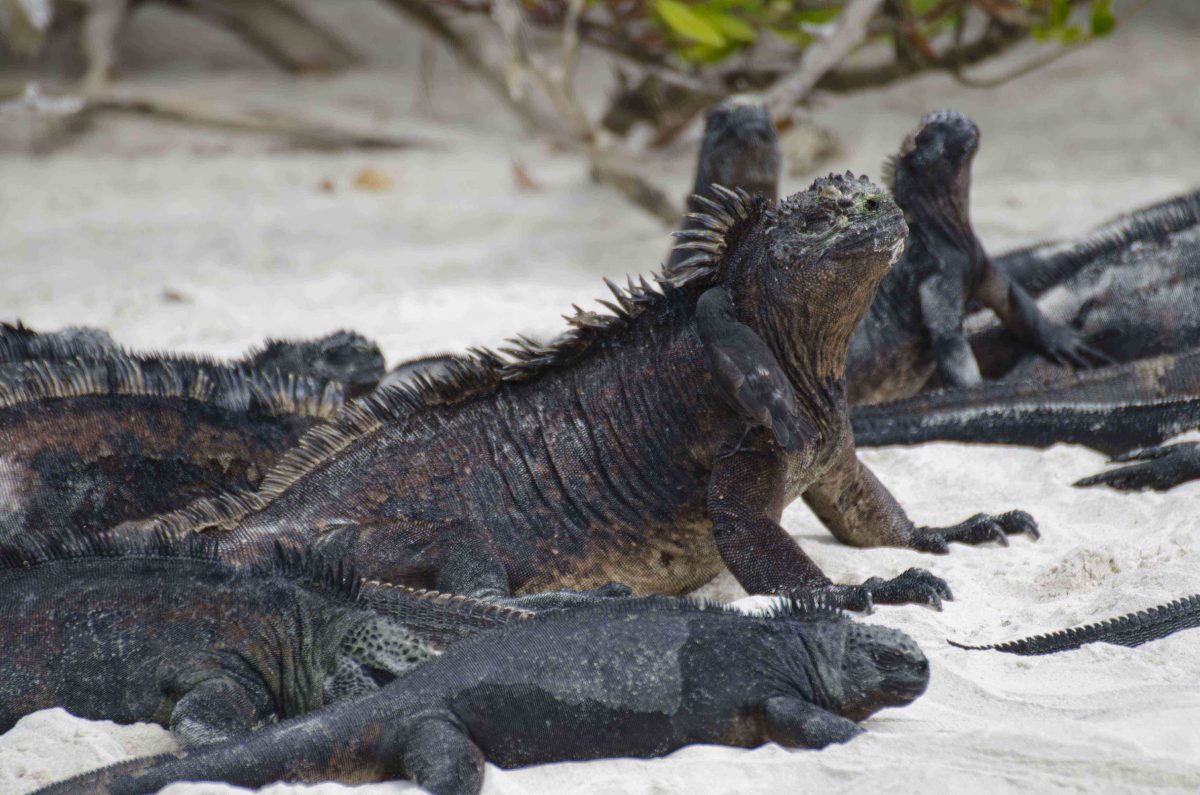 Iguanas loved having small finches help remove small pieces of dead skin | ©Angela Drake