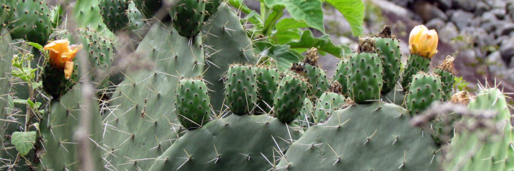 Prickly Pear Cactus