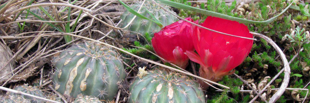 Flowering Cactus