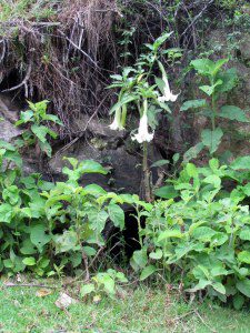 Angel's Trumpet