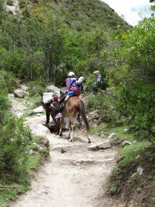 Family on the trail