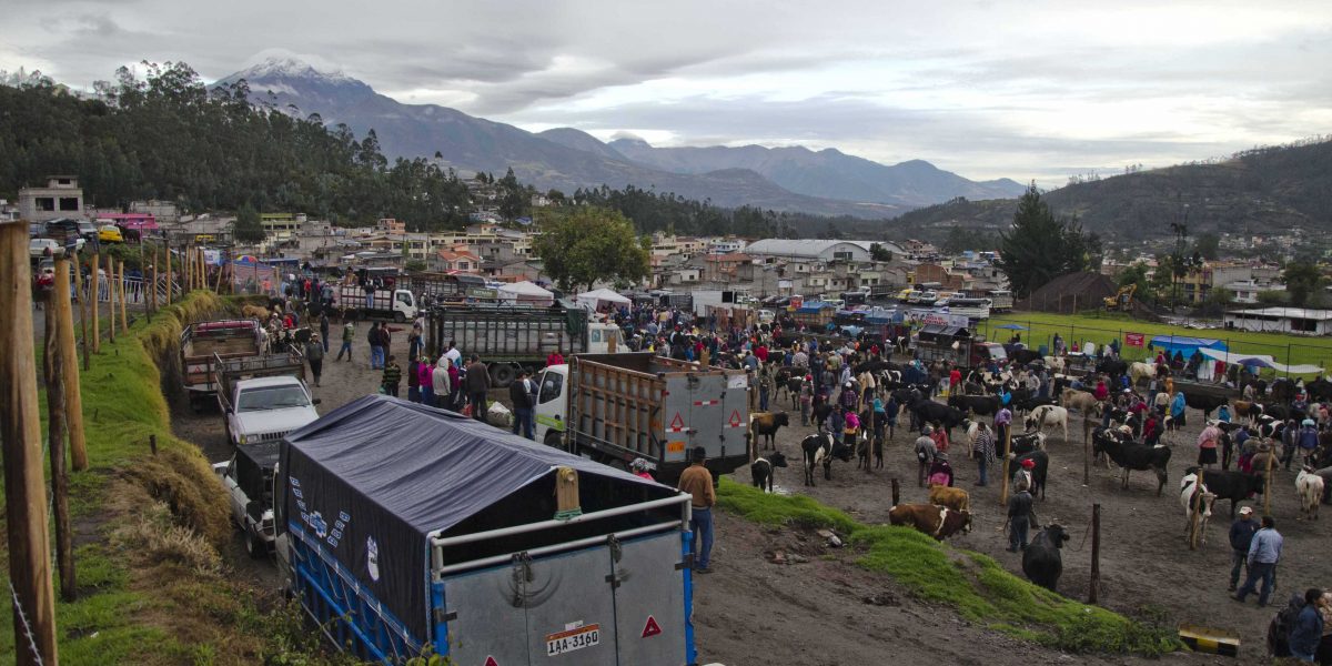 El Mercado animal de Otavalo; Imbabura, Ecuador | ©Ángela Drake