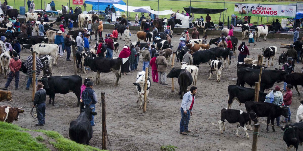 Venta de vacas en el mercado de animales, Otavalo, Ecuador | ©Ángela Drake