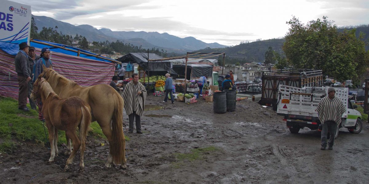 Caballos a la venta en el mercado de animales, Otavalo, Ecuador | ©Ángela Drake