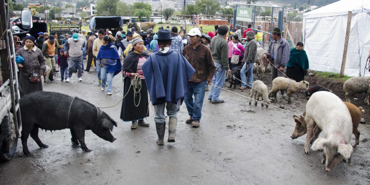 Vendedores de cerdos en el mercado de animales, Otavalo, Ecuador | ©Ángela Drake