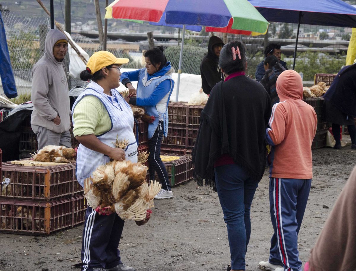 Venta de pollos en el mercado de animales, Otavalo, Ecuador | ©Ángela Drake