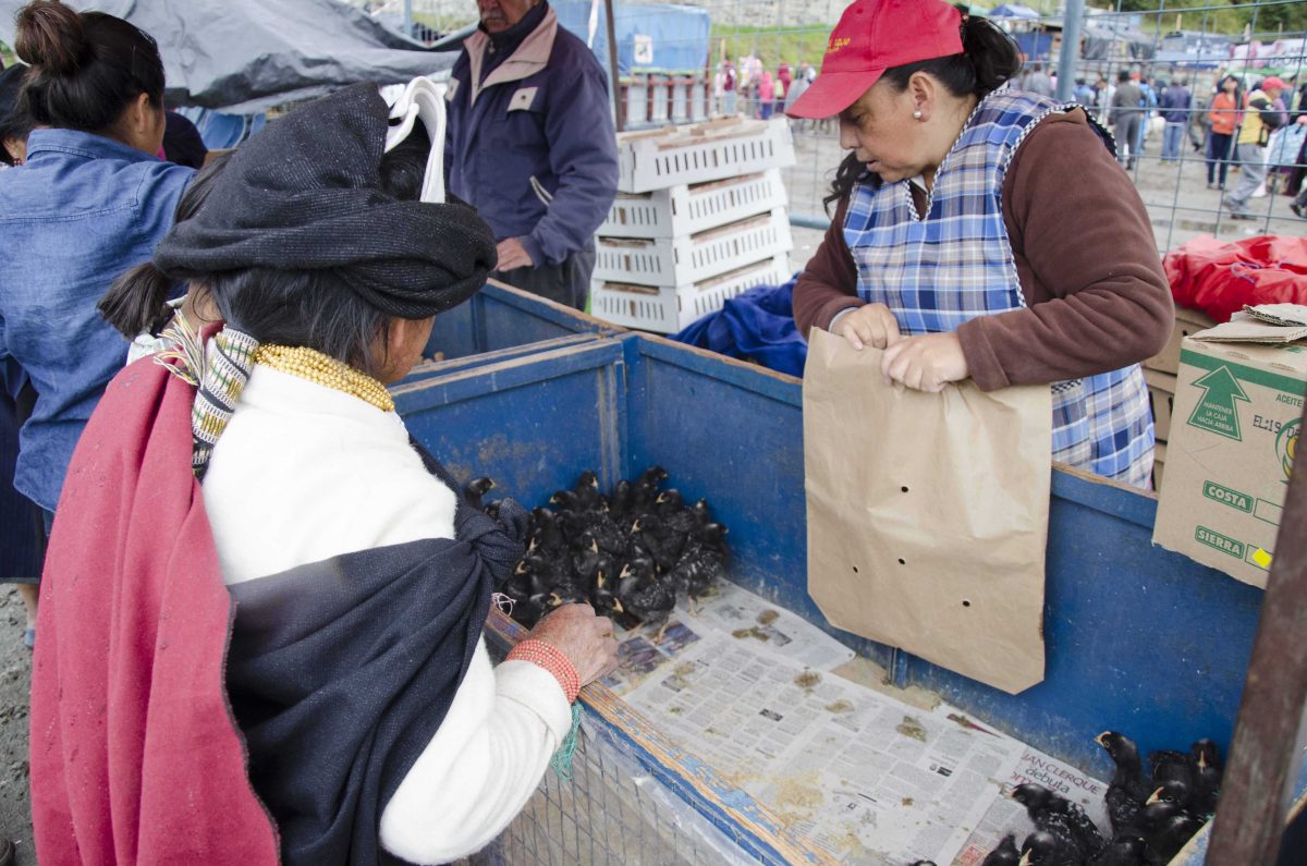 Negociación de pollos en el mercado de animales, Otavalo, Ecuador | ©Ángela Drake