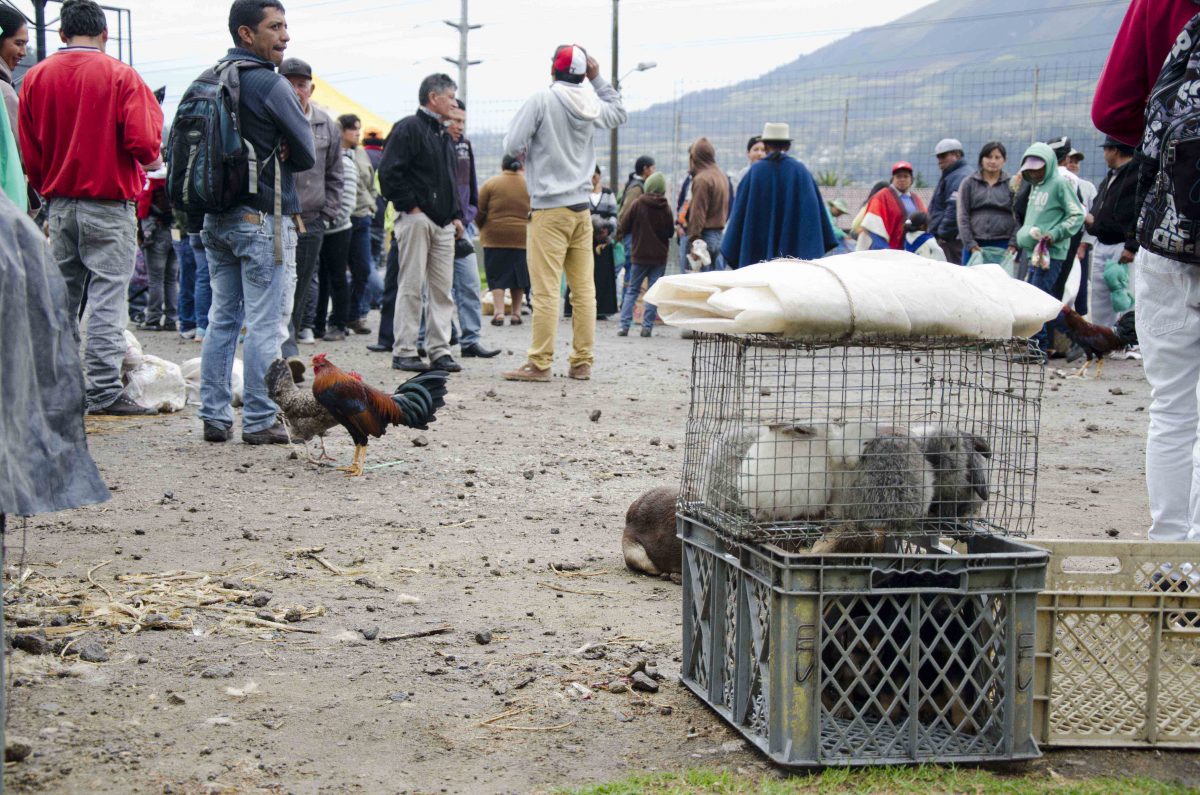 El Mercado de Animales de Otavalo, Imbabura, Ecuador | ©Ángela Drake